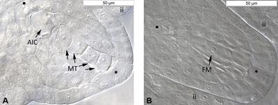 Ploidy-Dependent Effects of Light Stress on the Mode of Reproduction in the Ranunculus auricomus Complex (Ranunculaceae)